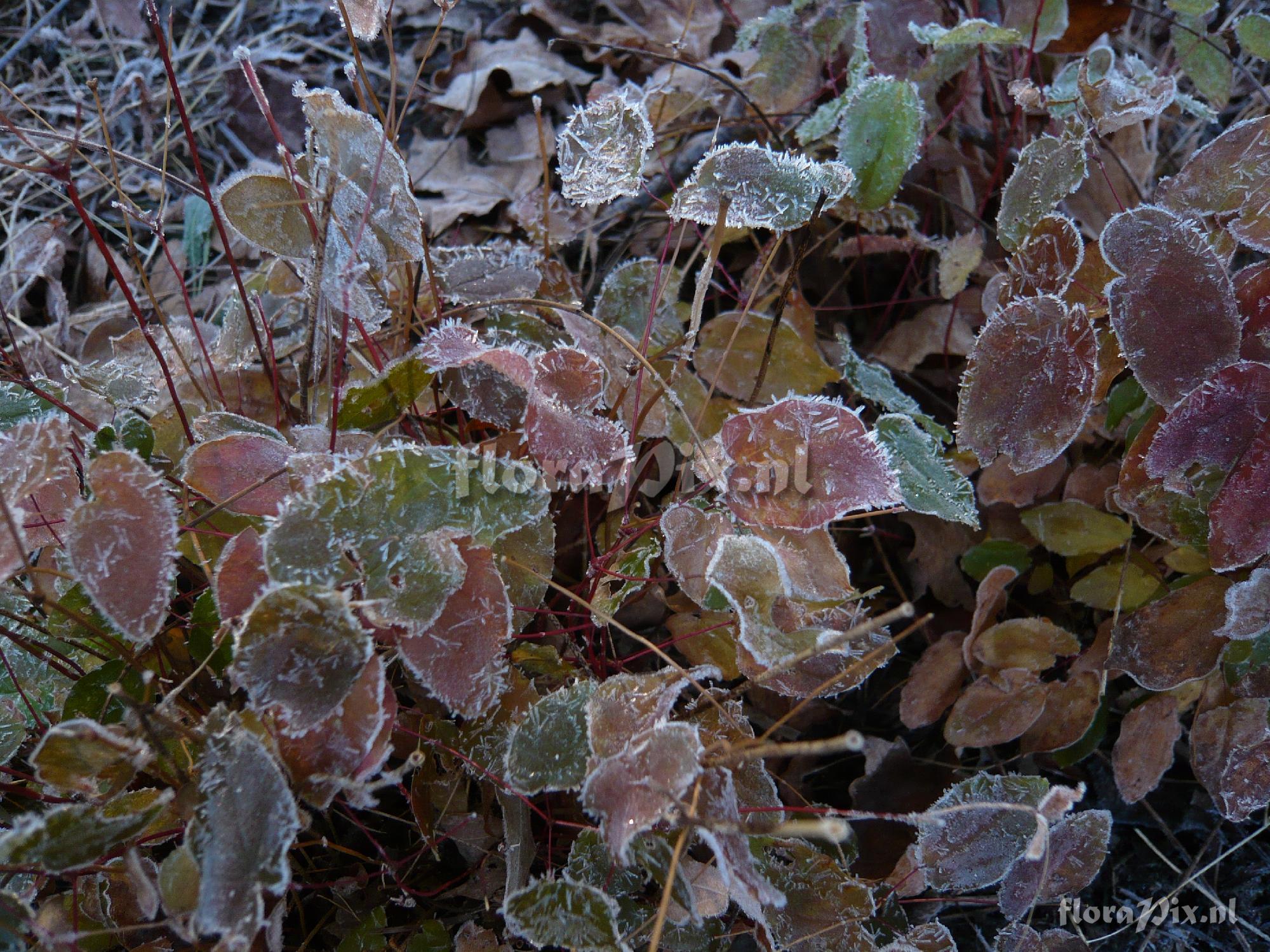 Epimedium sp.