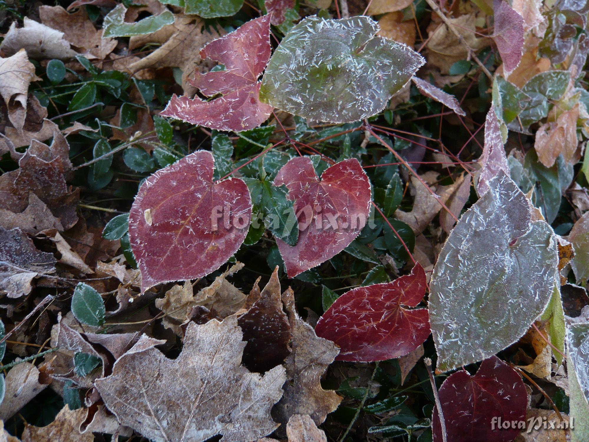 Epimedium sp. 