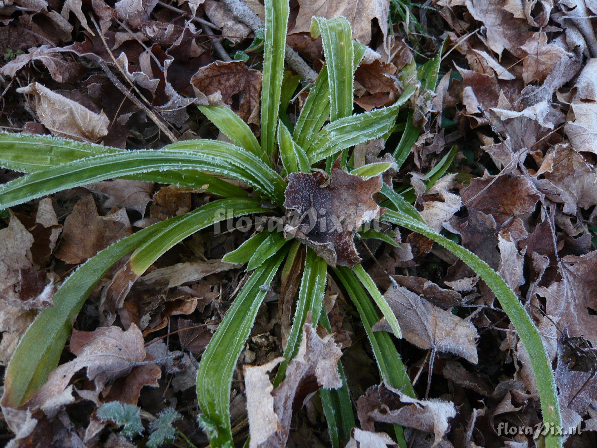 Carex plantaginea