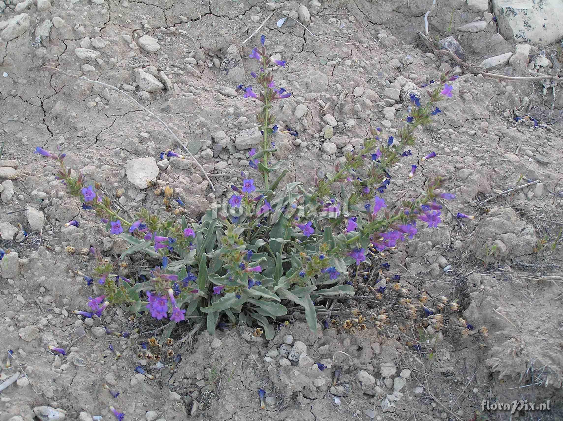 Penstemon moffatii