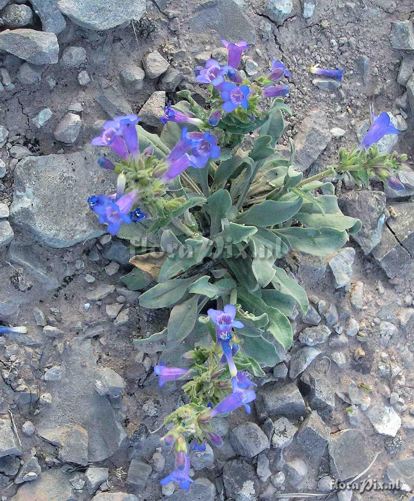 Penstemon moffatii