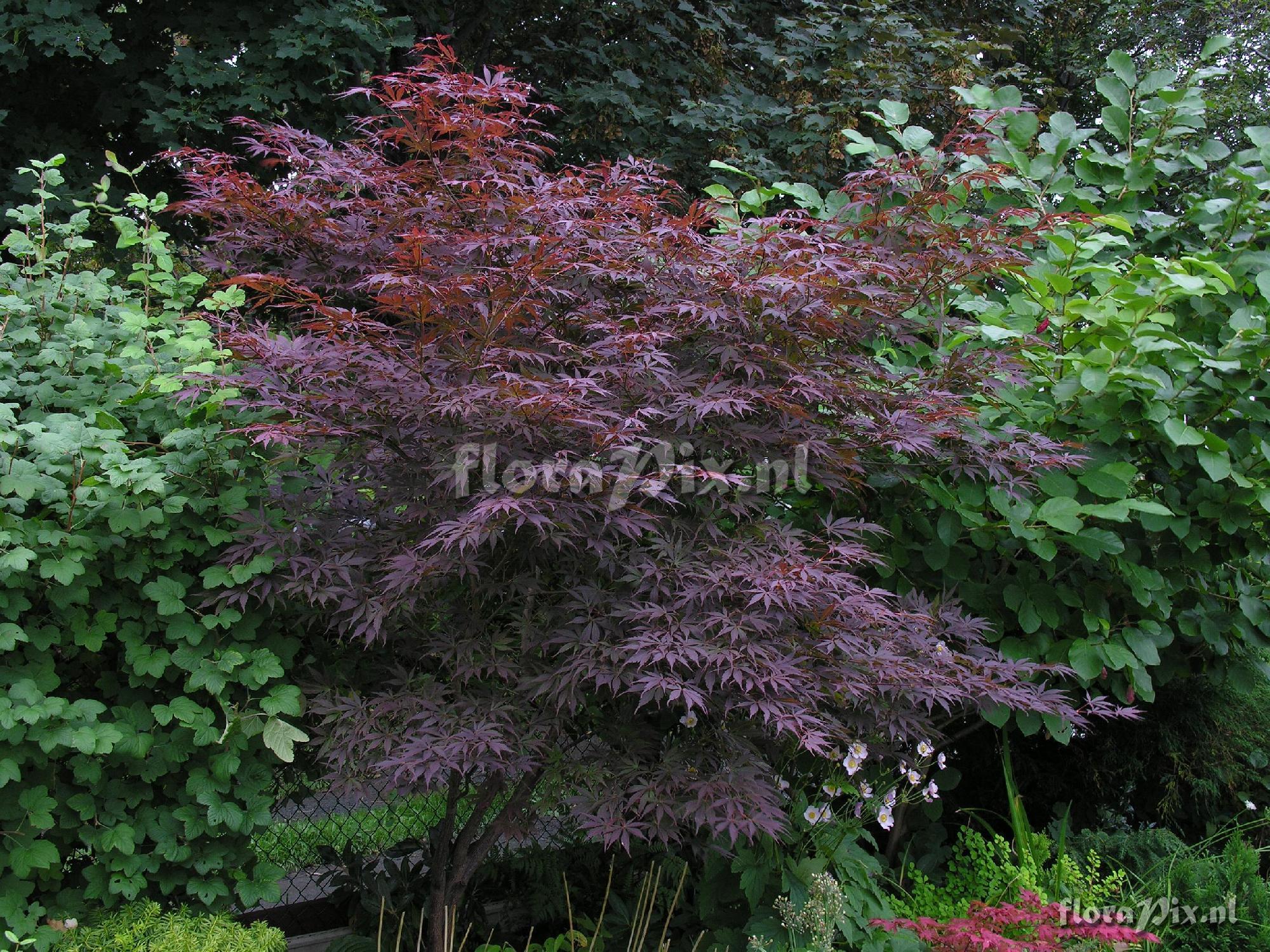 Acer palmatum 