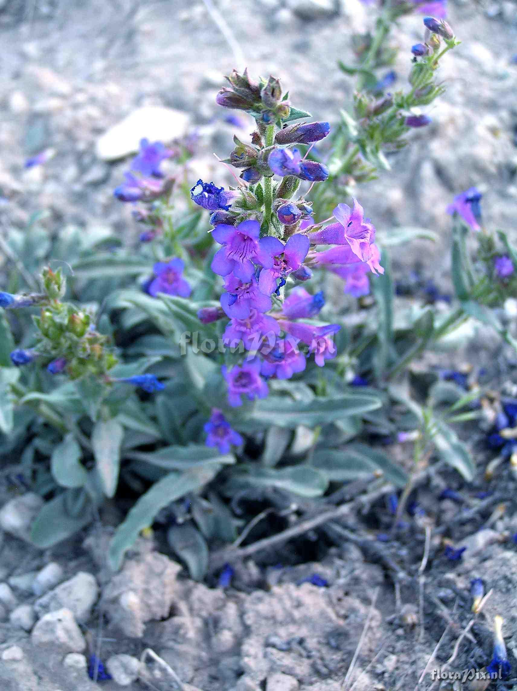 Penstemon moffatii