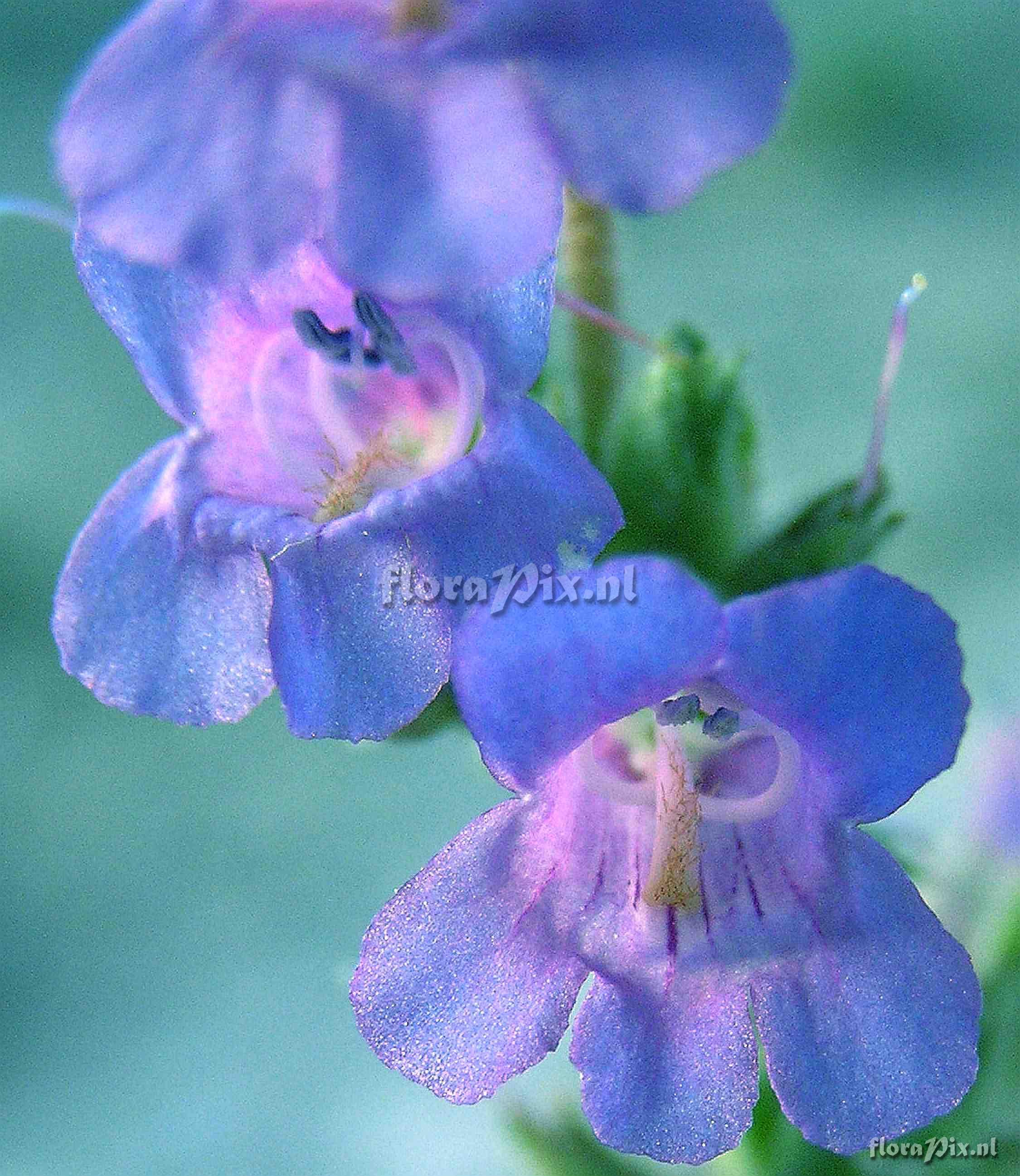 Penstemon moffatii