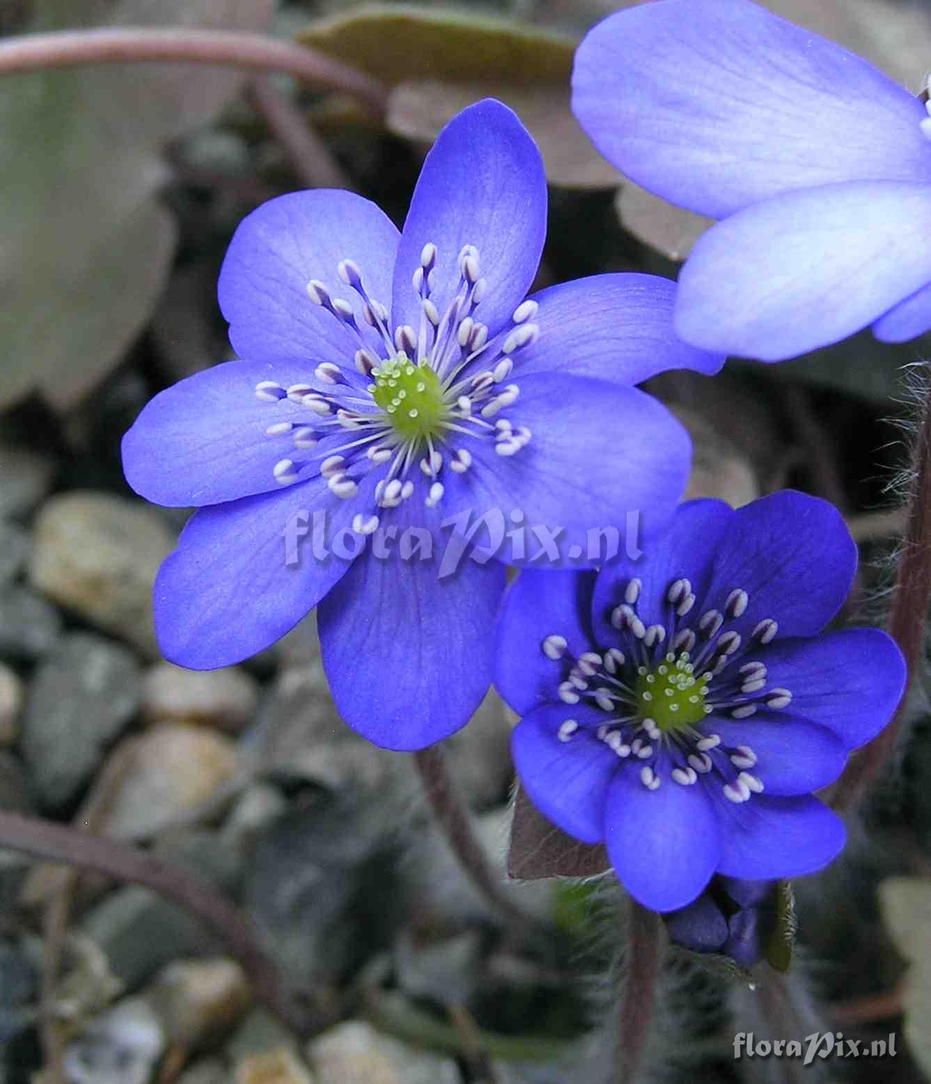 Hepatica transsilvanica 