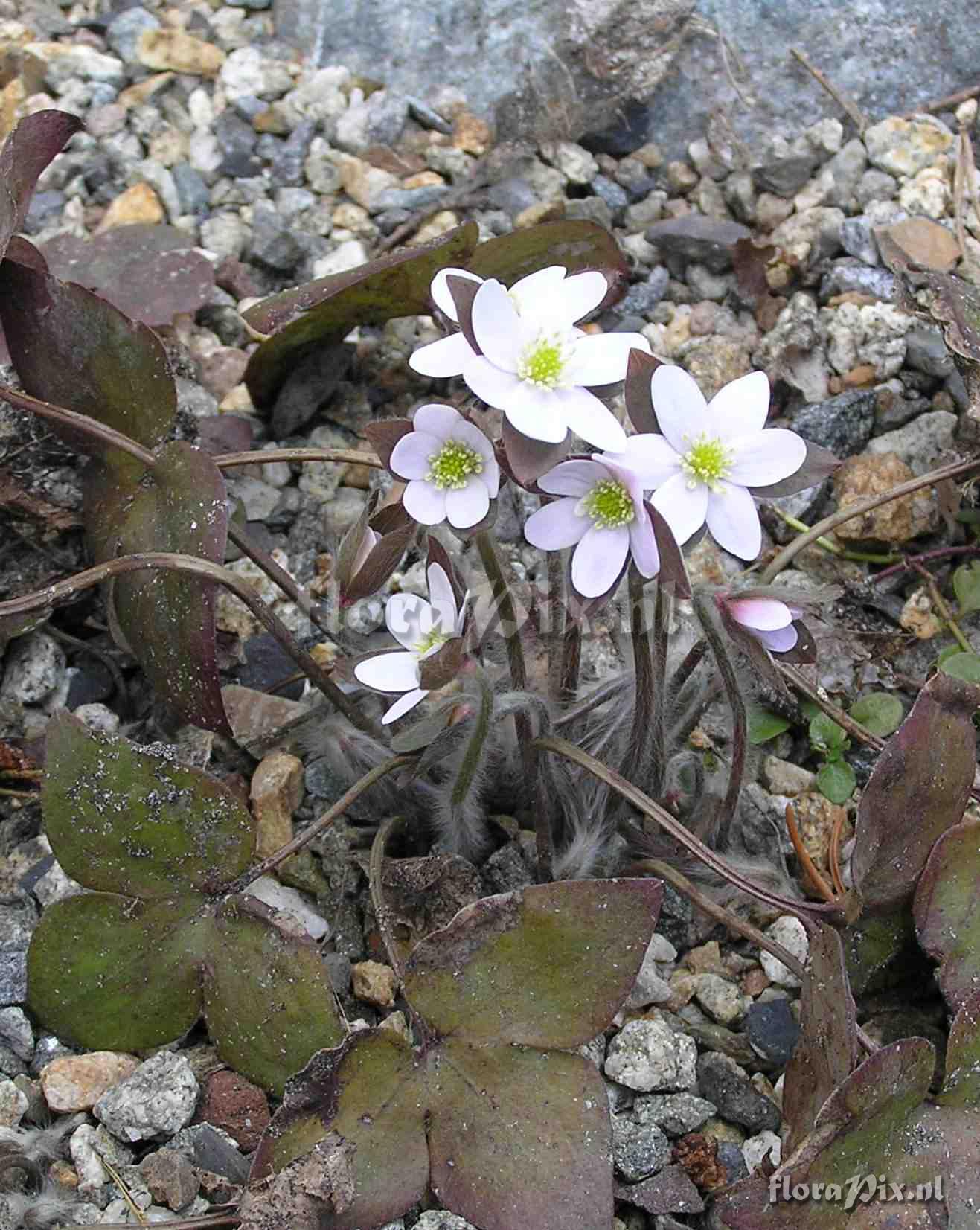 Hepatica acutiloba