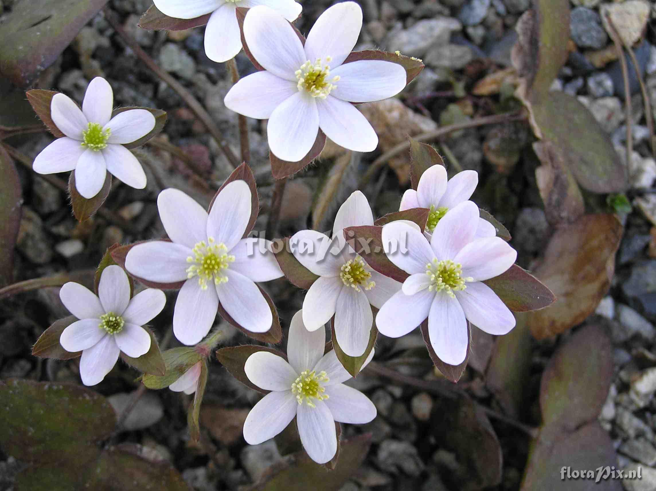 Hepatica acutiloba