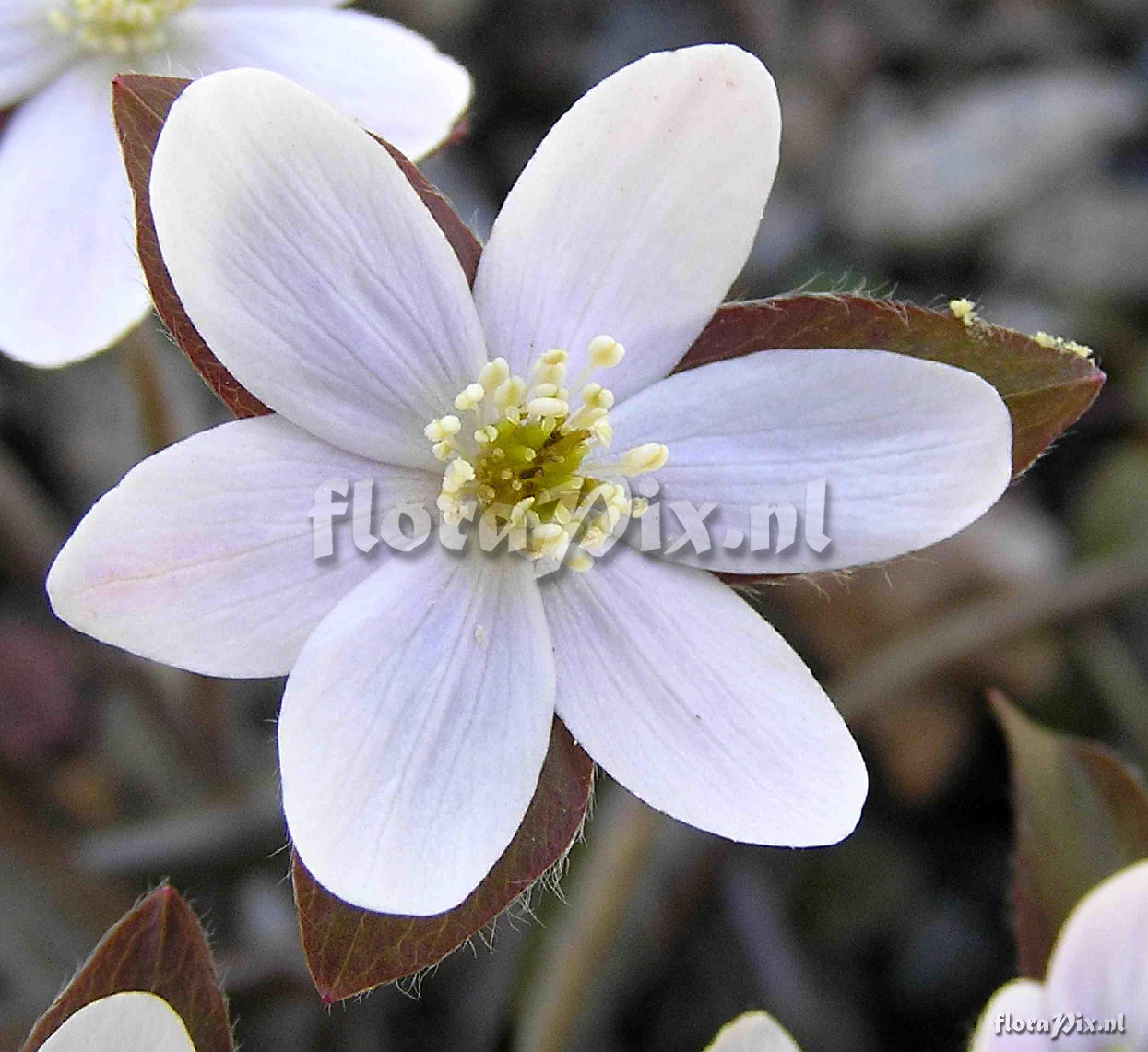 Hepatica acutiloba