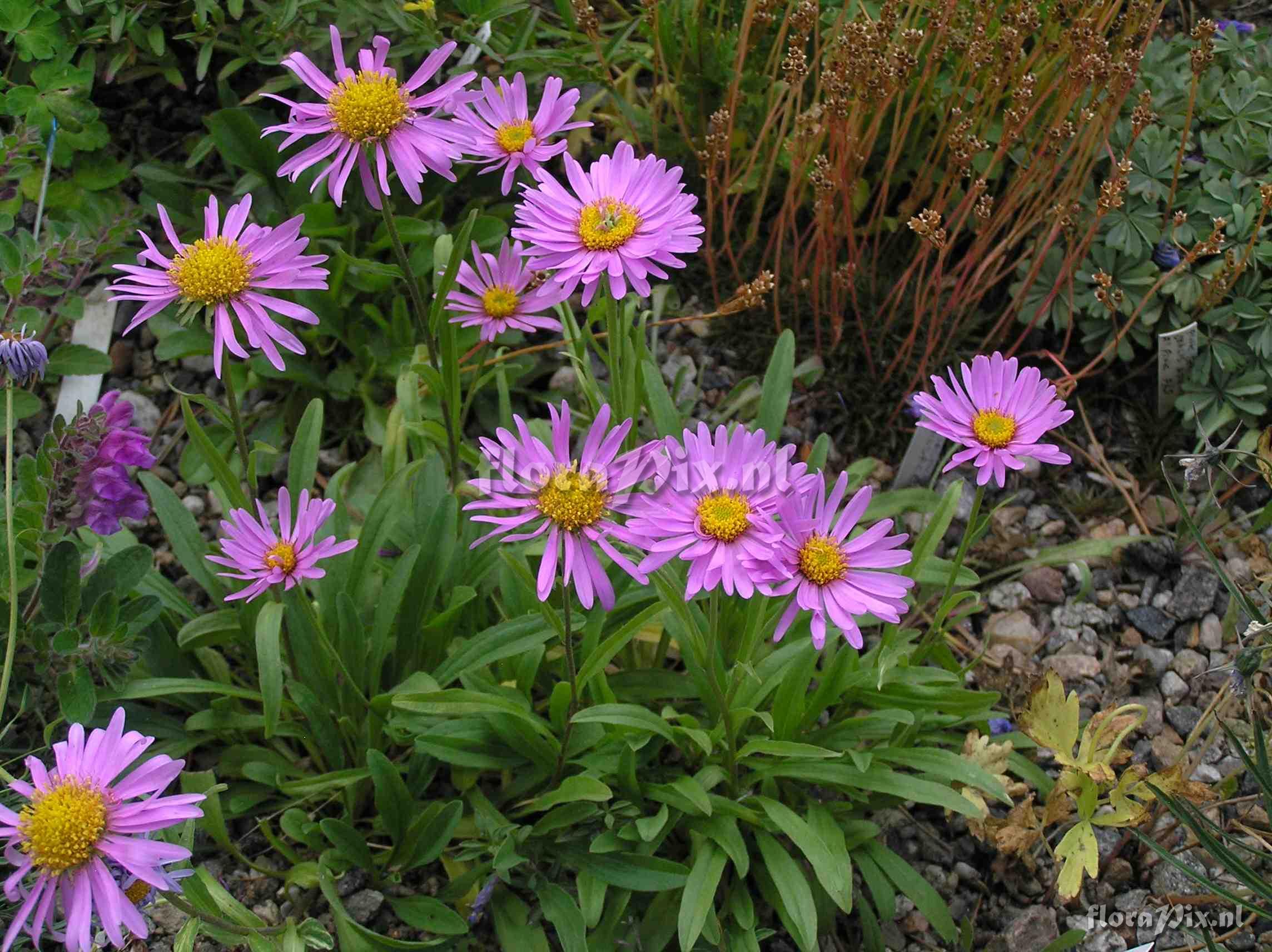 Aster alpinus 