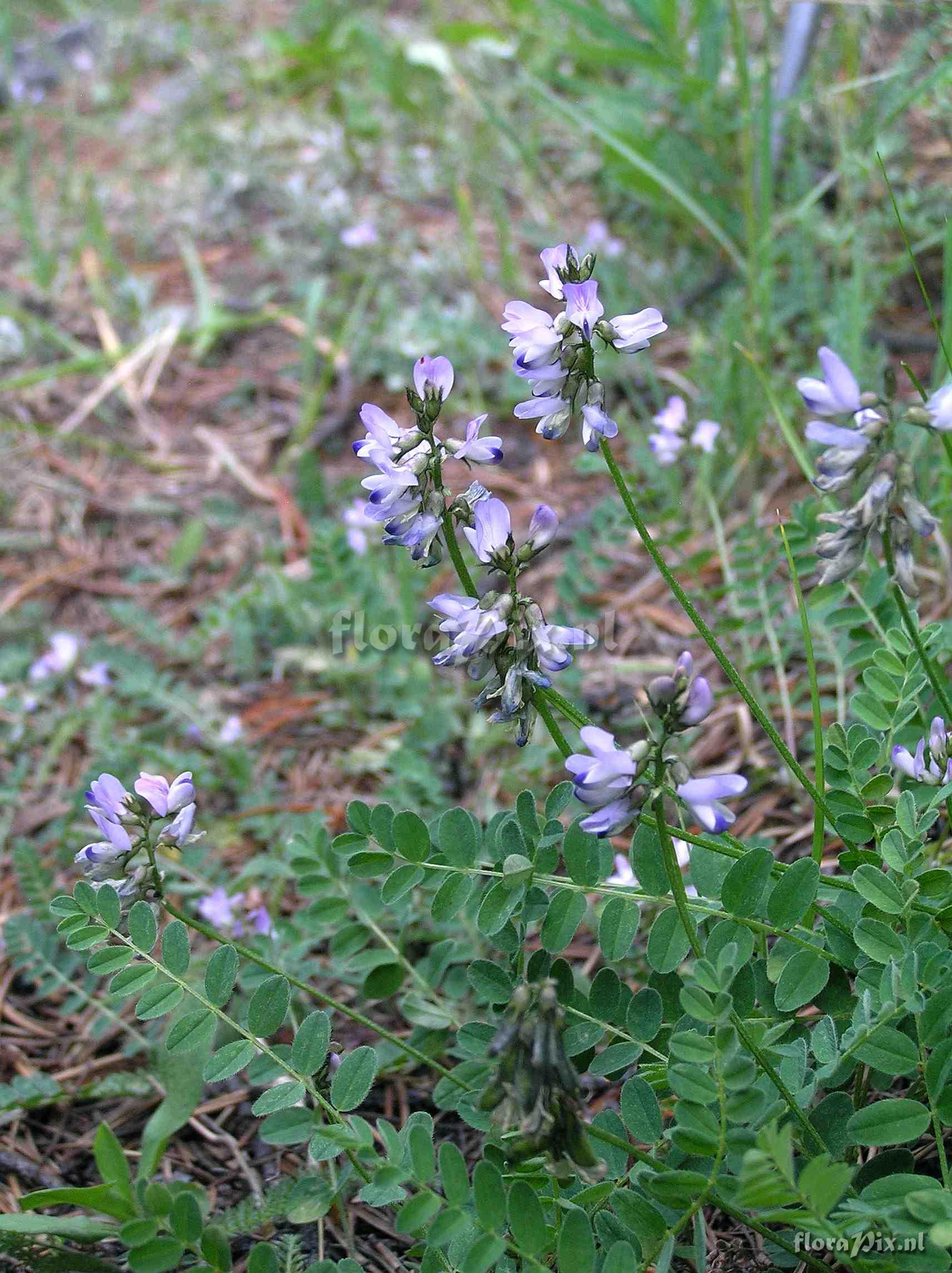 Astragalus alpinus