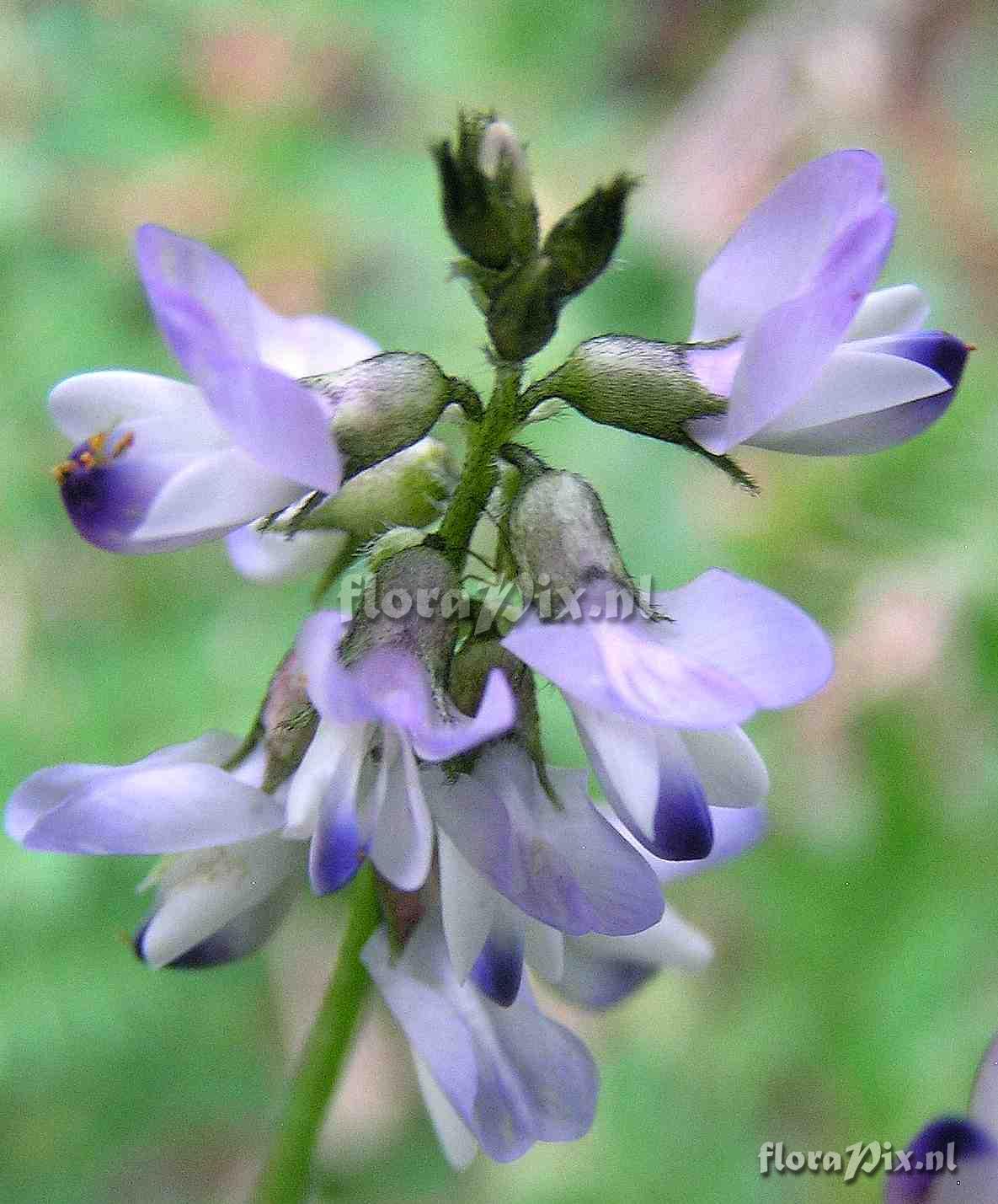 Astragalus alpinus