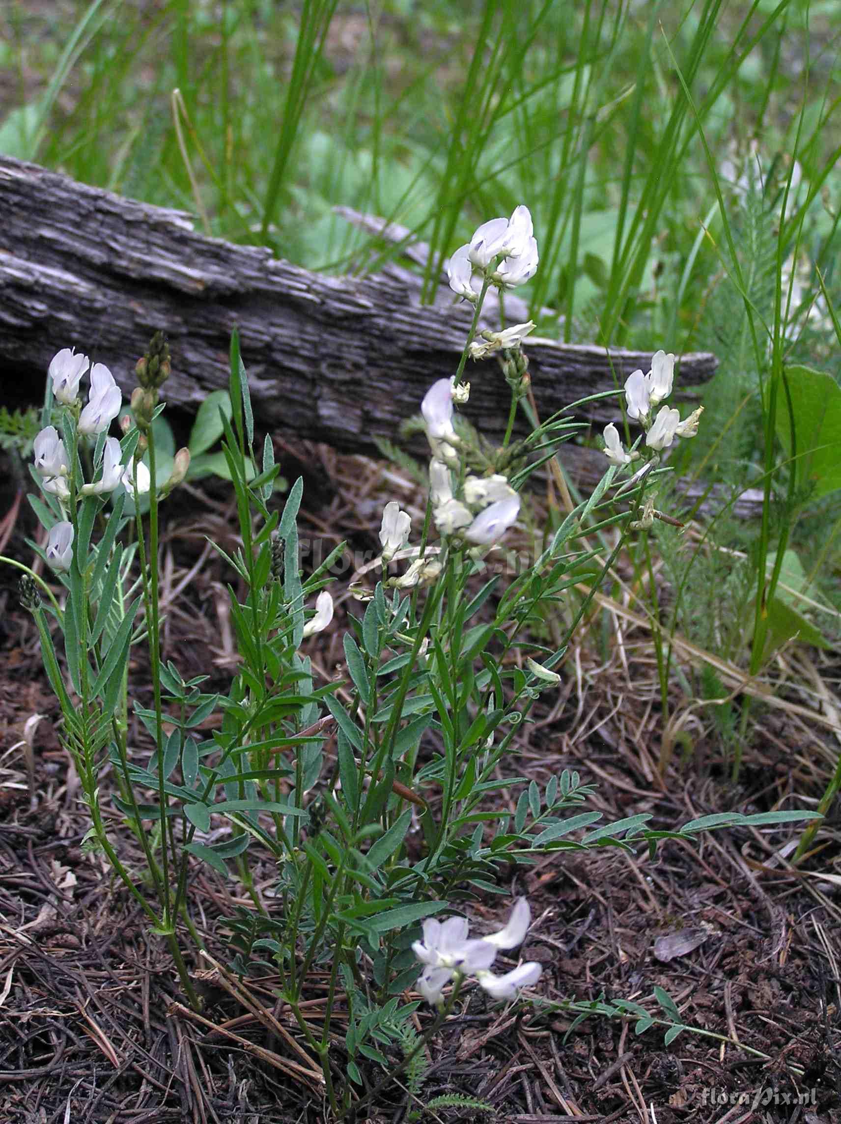 Astragalus australis