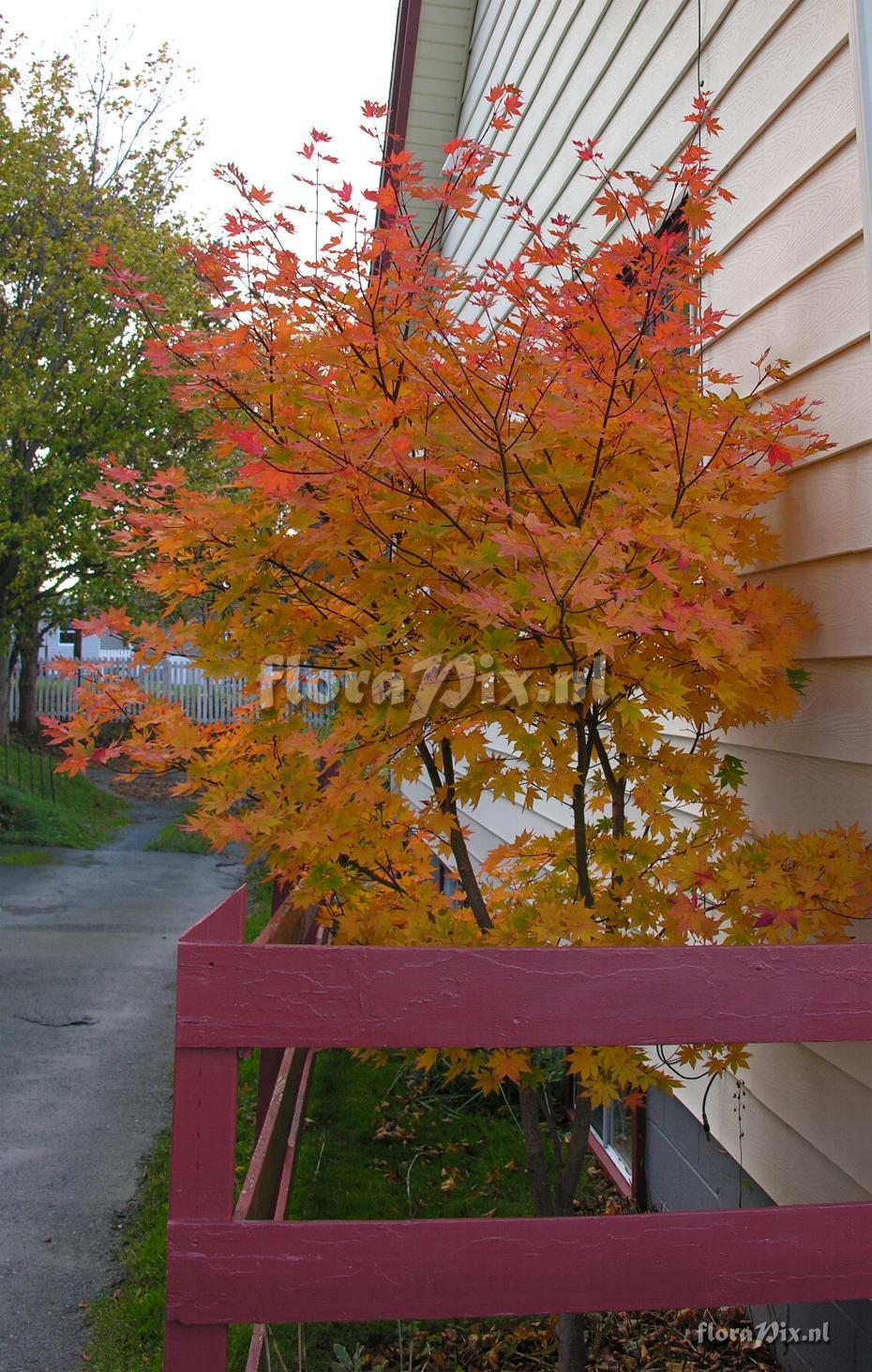 Acer pseudosieboldianum