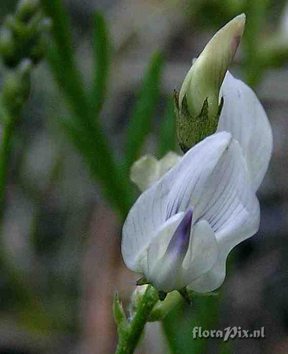 Astragalus australis