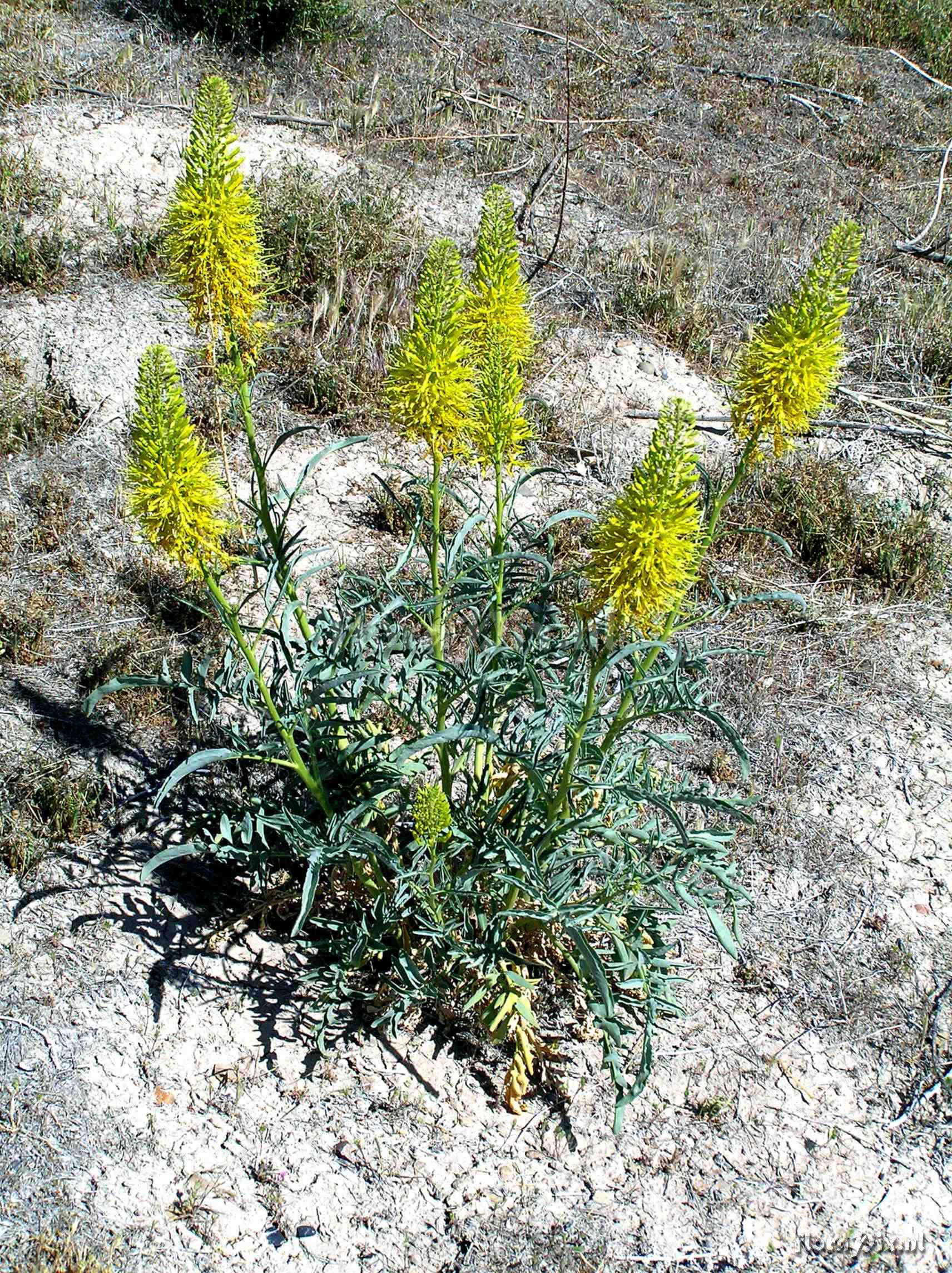 Stanleya pinnata