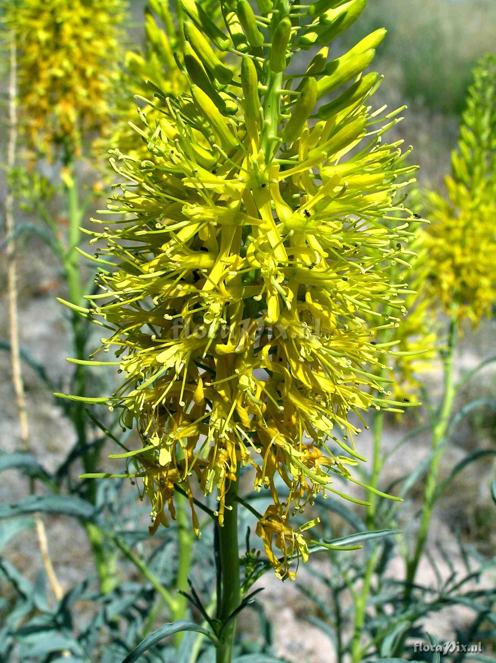 Stanleya pinnata