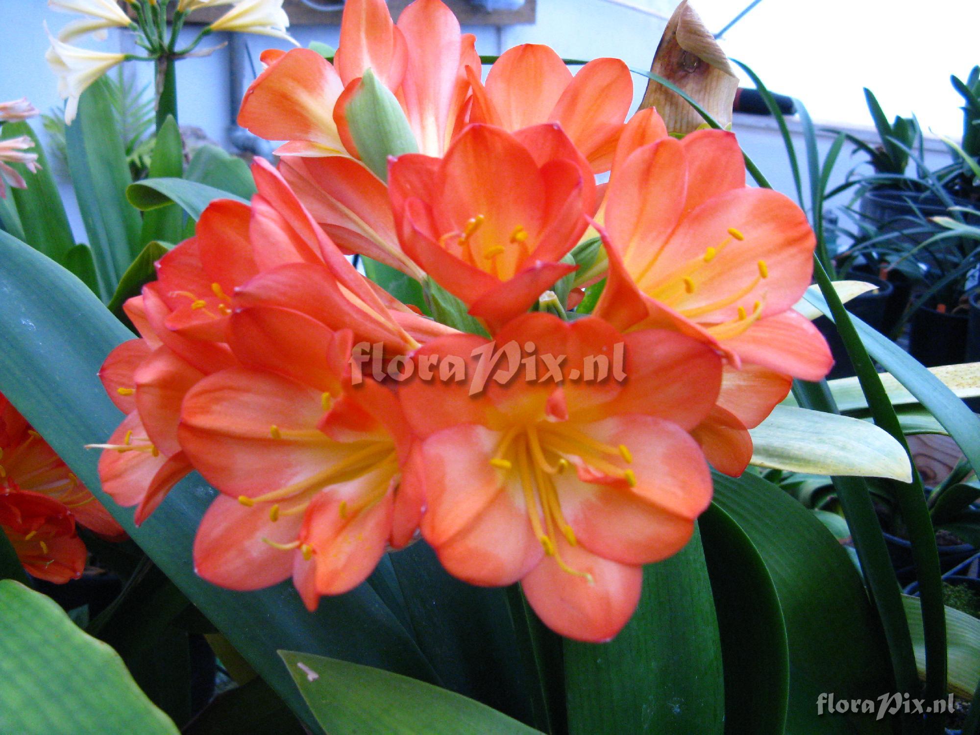 Clivia miniata