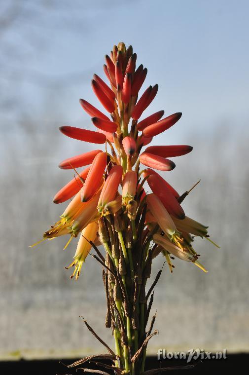 Aloe microstigma