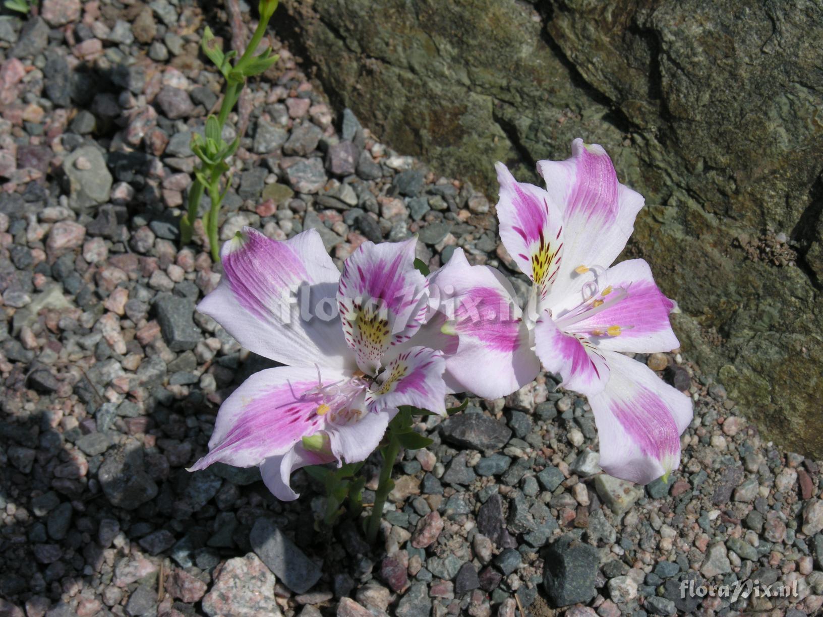 Alstroemeria pelegrina