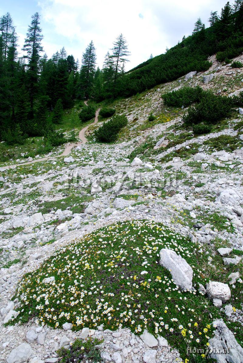 Dryas octopetala