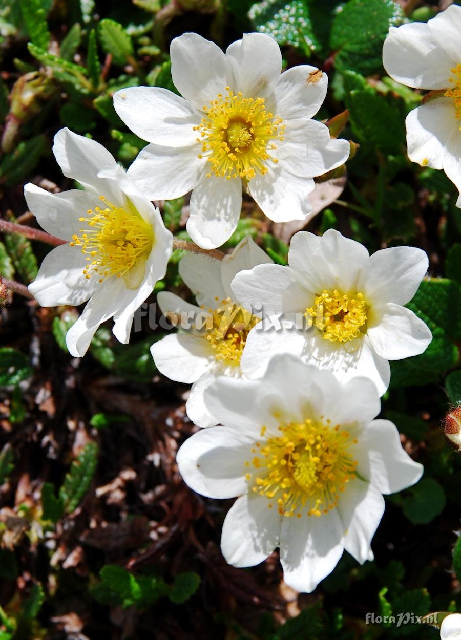 Dryas octopetala