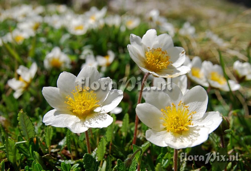 Dryas octopetala