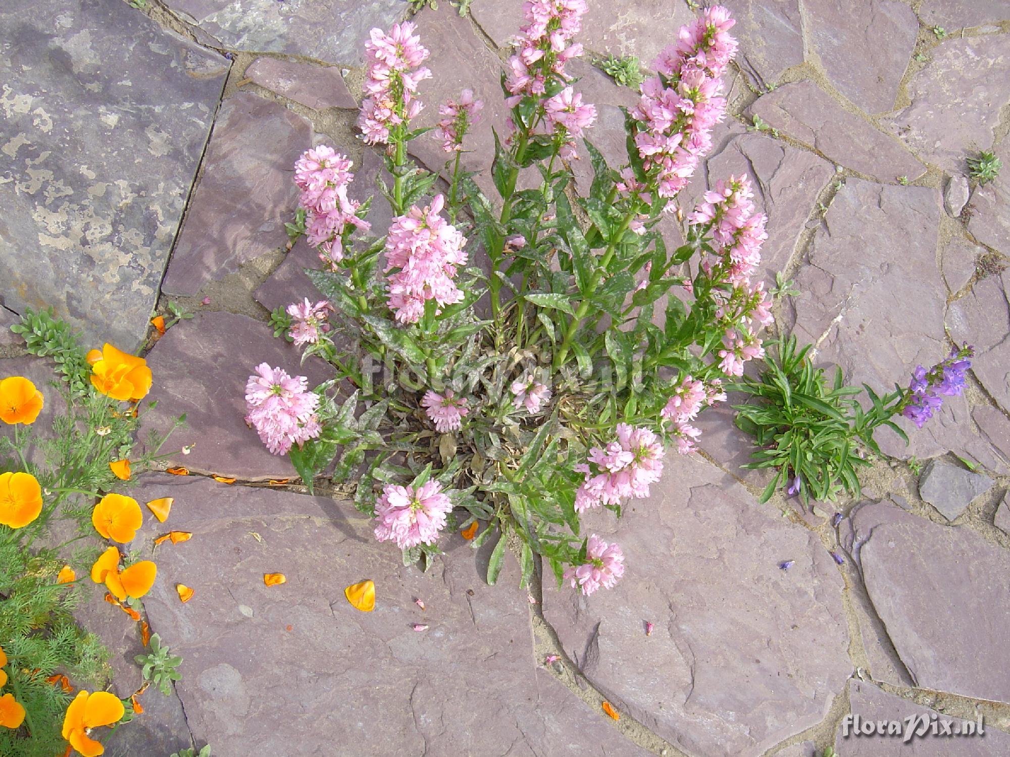 Penstemon garden hybrid