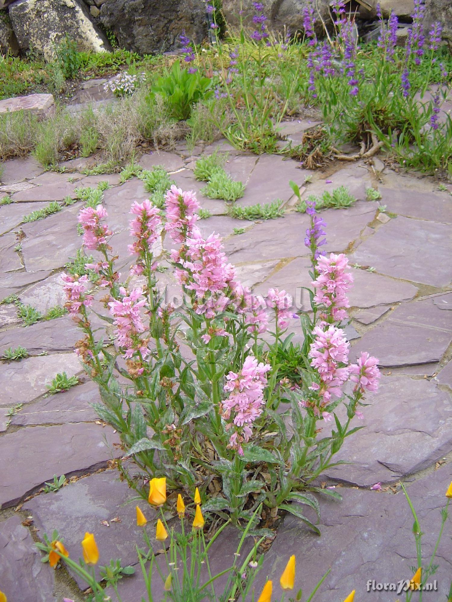 Penstemon garden hybrid