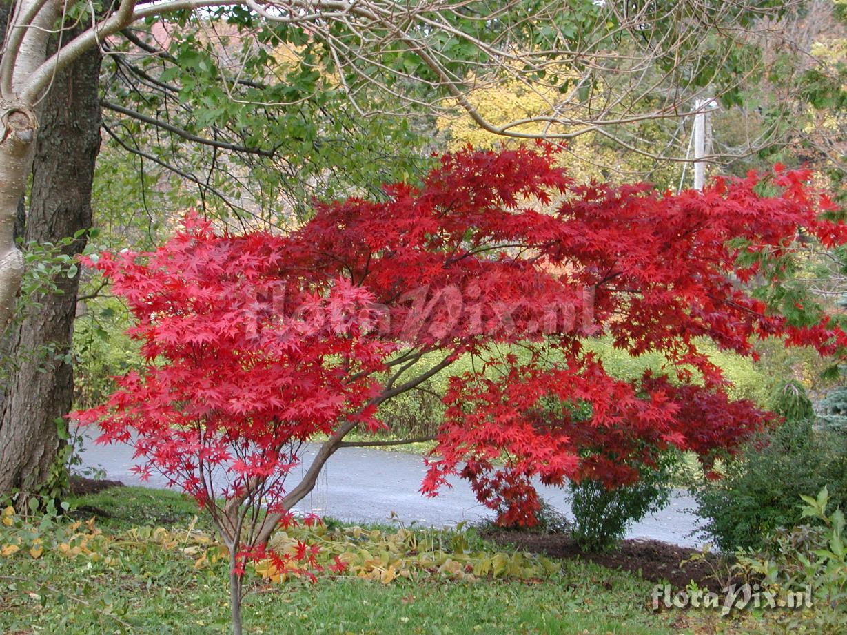 Acer palmatum 