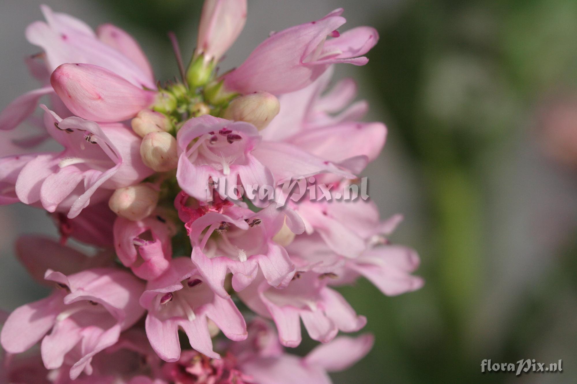 Penstemon garden hybrid