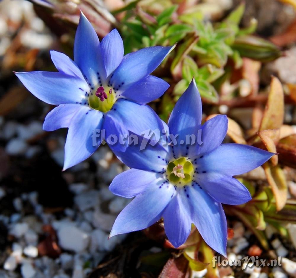 Gentiana syringea