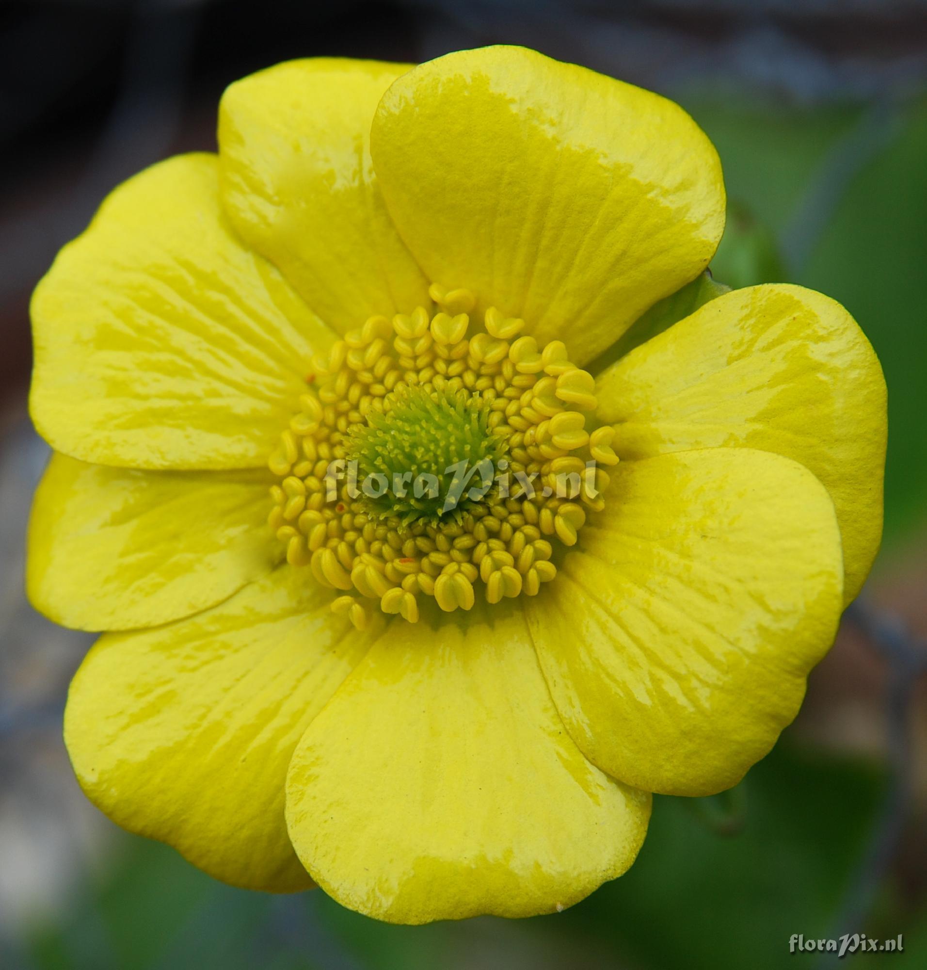 Ranunculus insignis