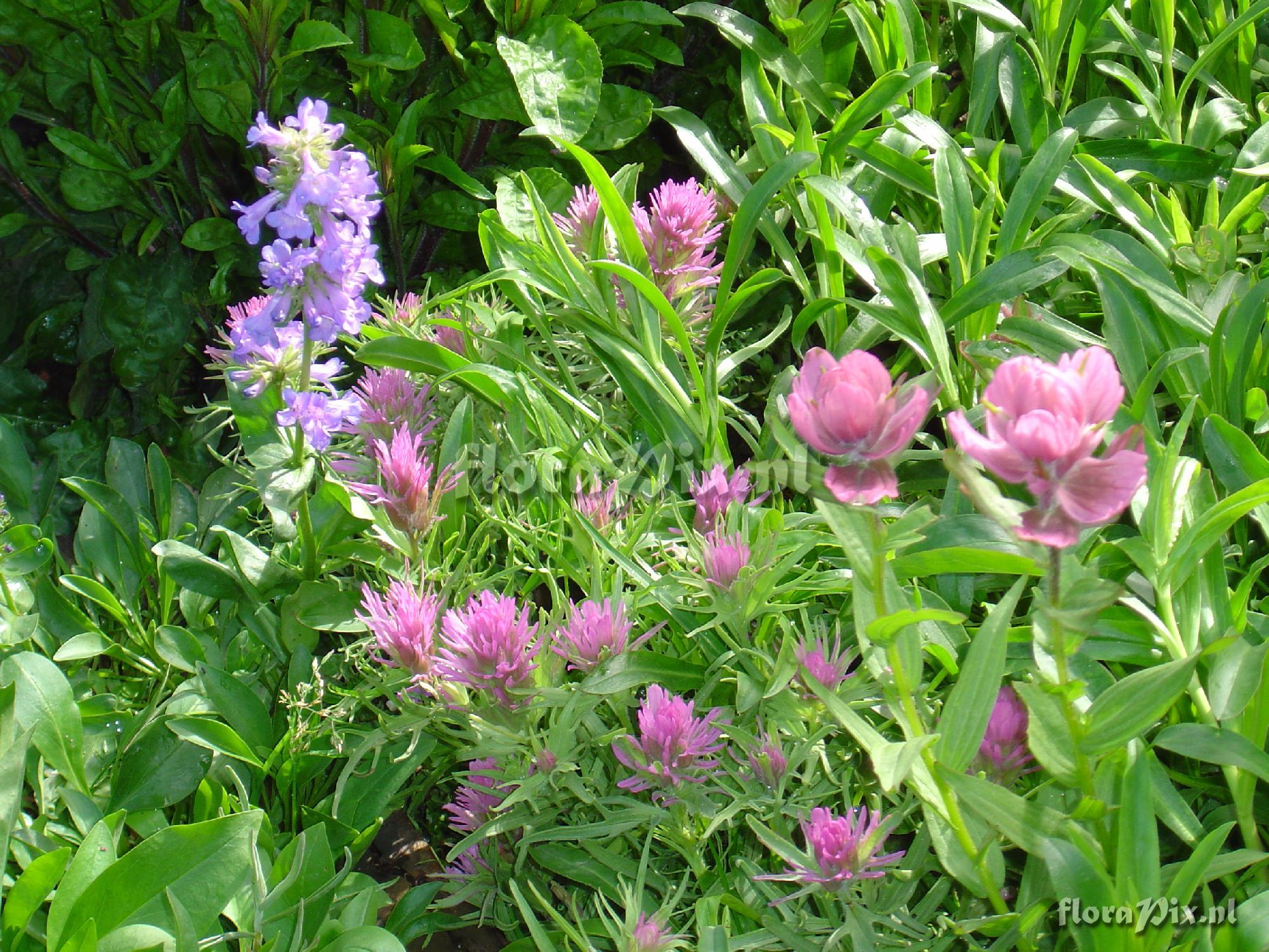 Castilleja haydenii hosted by Penstemon strictus 