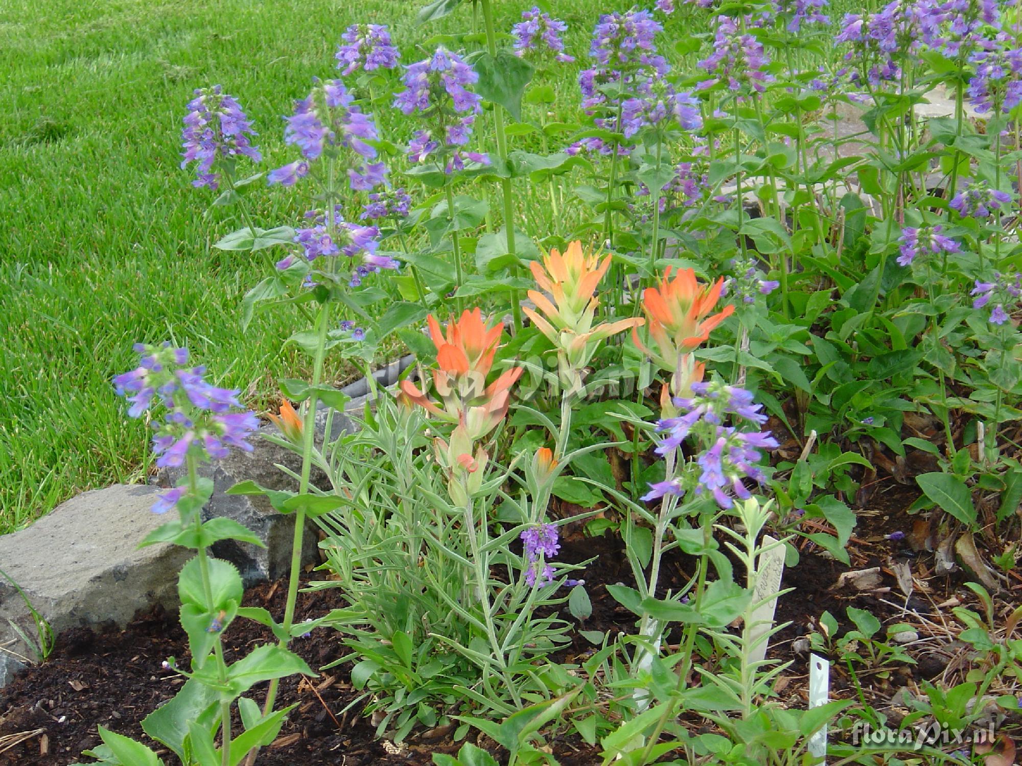 Castilleja integra hosted by Penstemon ovatus