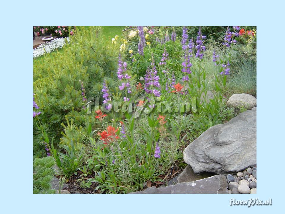 Castilleja integra hosted by Penstemon strictus