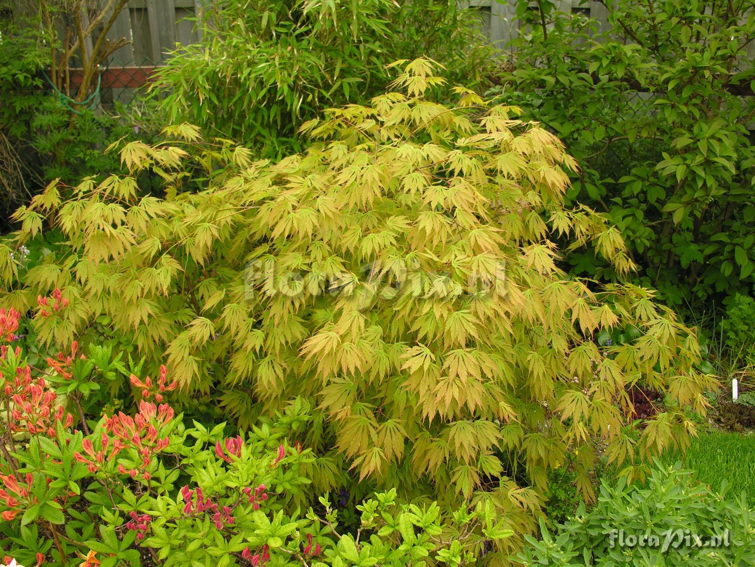 Acer palmatum 