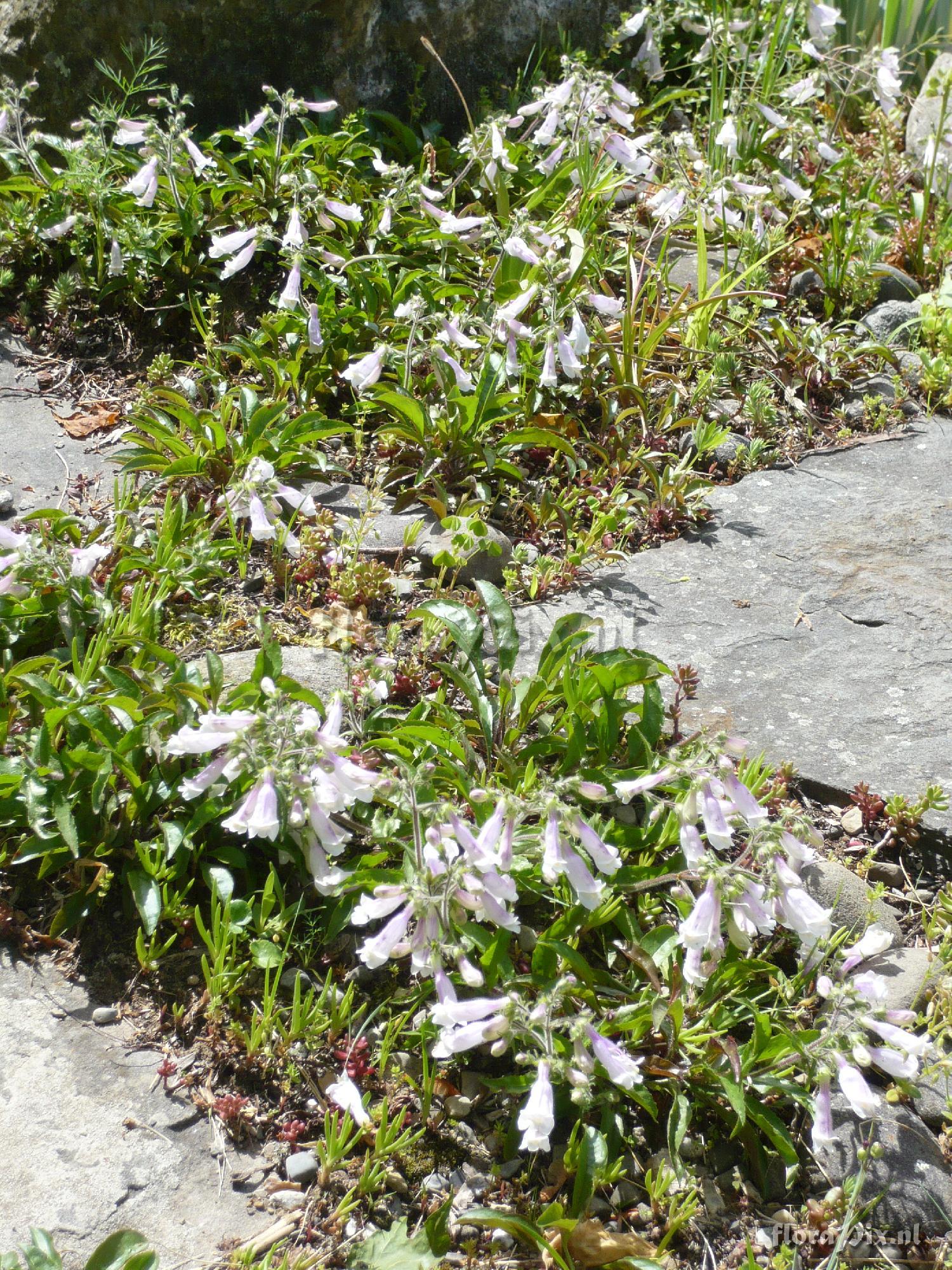 Penstemon hirsutus 