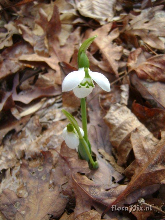 Galanthus elwesii var. elwesii