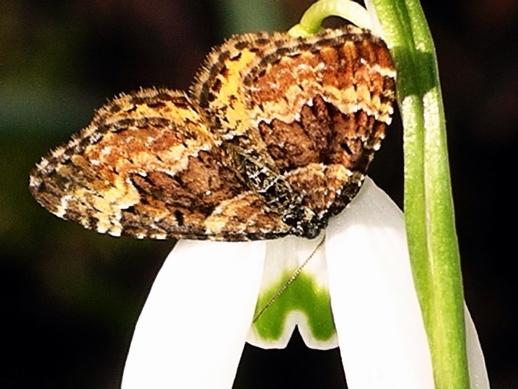 Galanthus nivalis