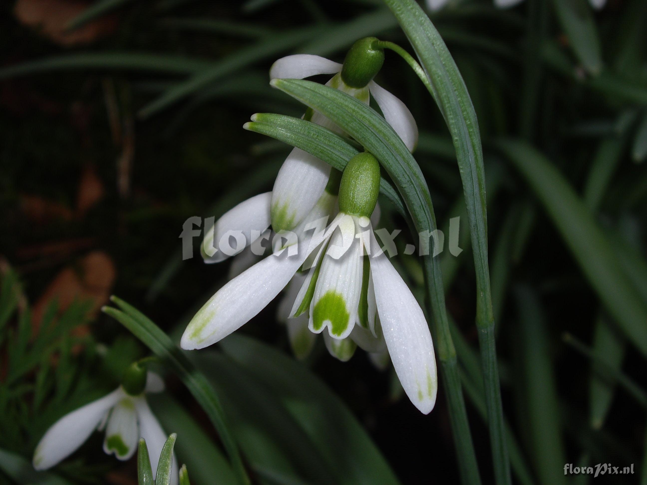 Galanthus nivalis