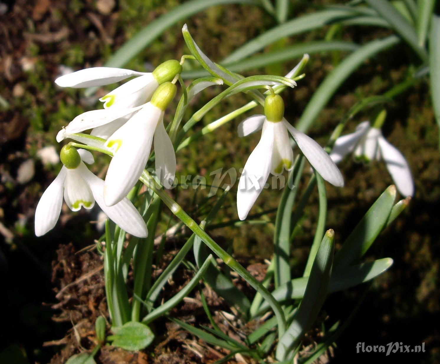 Galanthus nivalis 