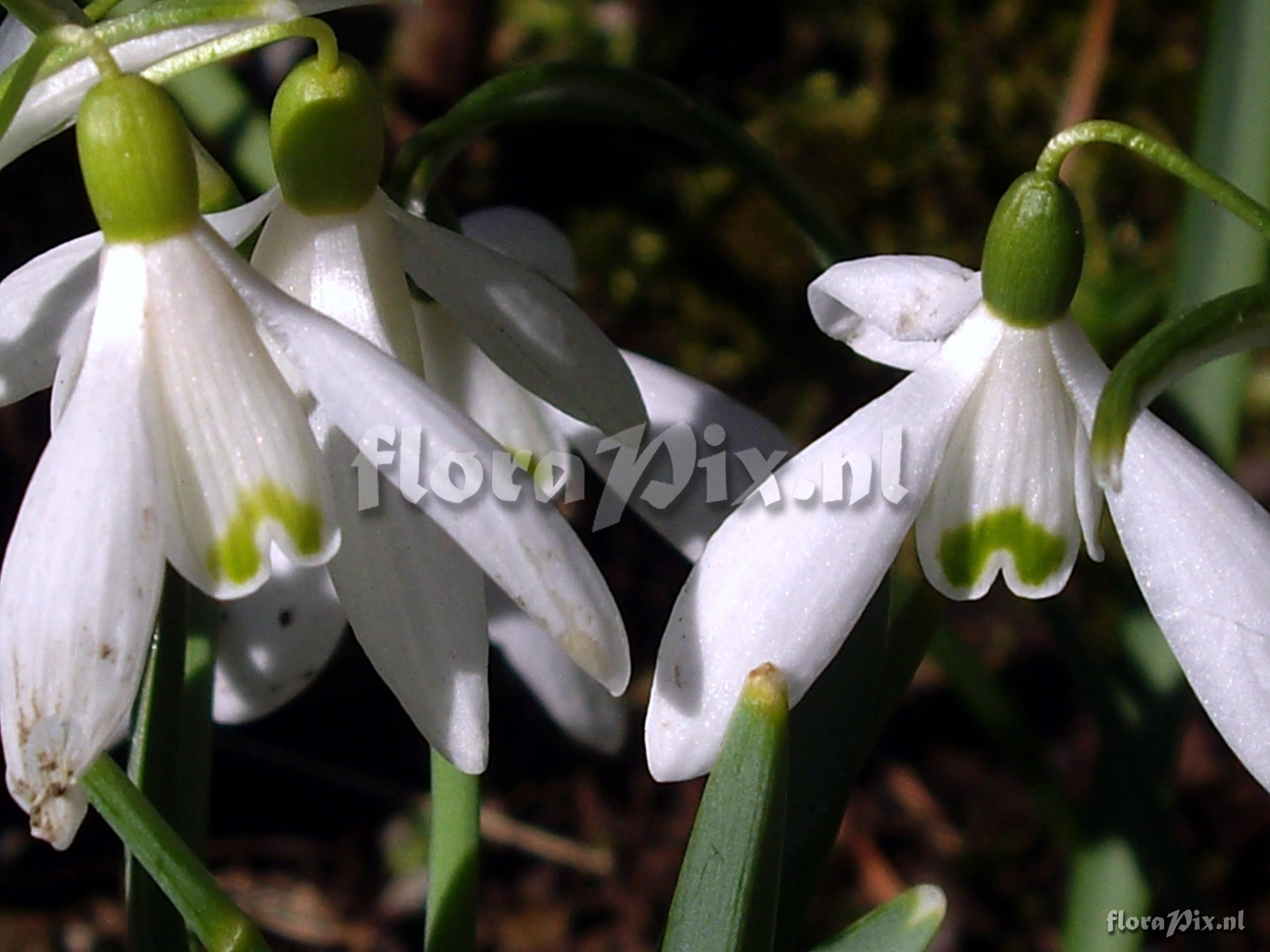 Galanthus nivalis