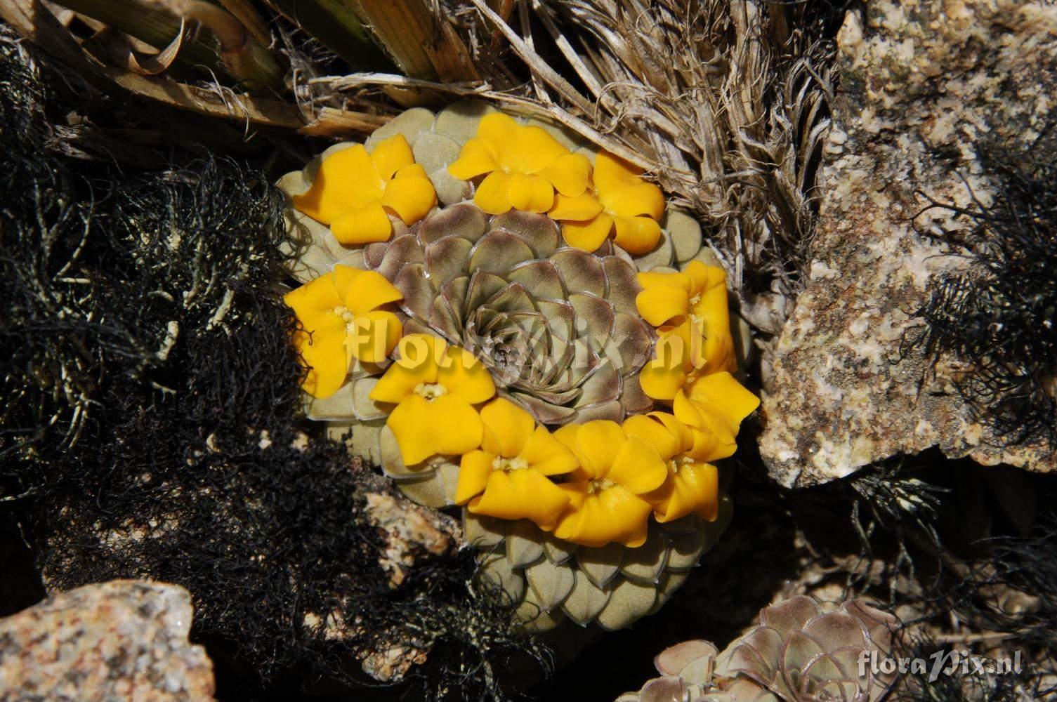 Viola coronifera