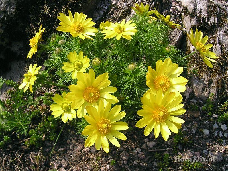 Adonis vernalis