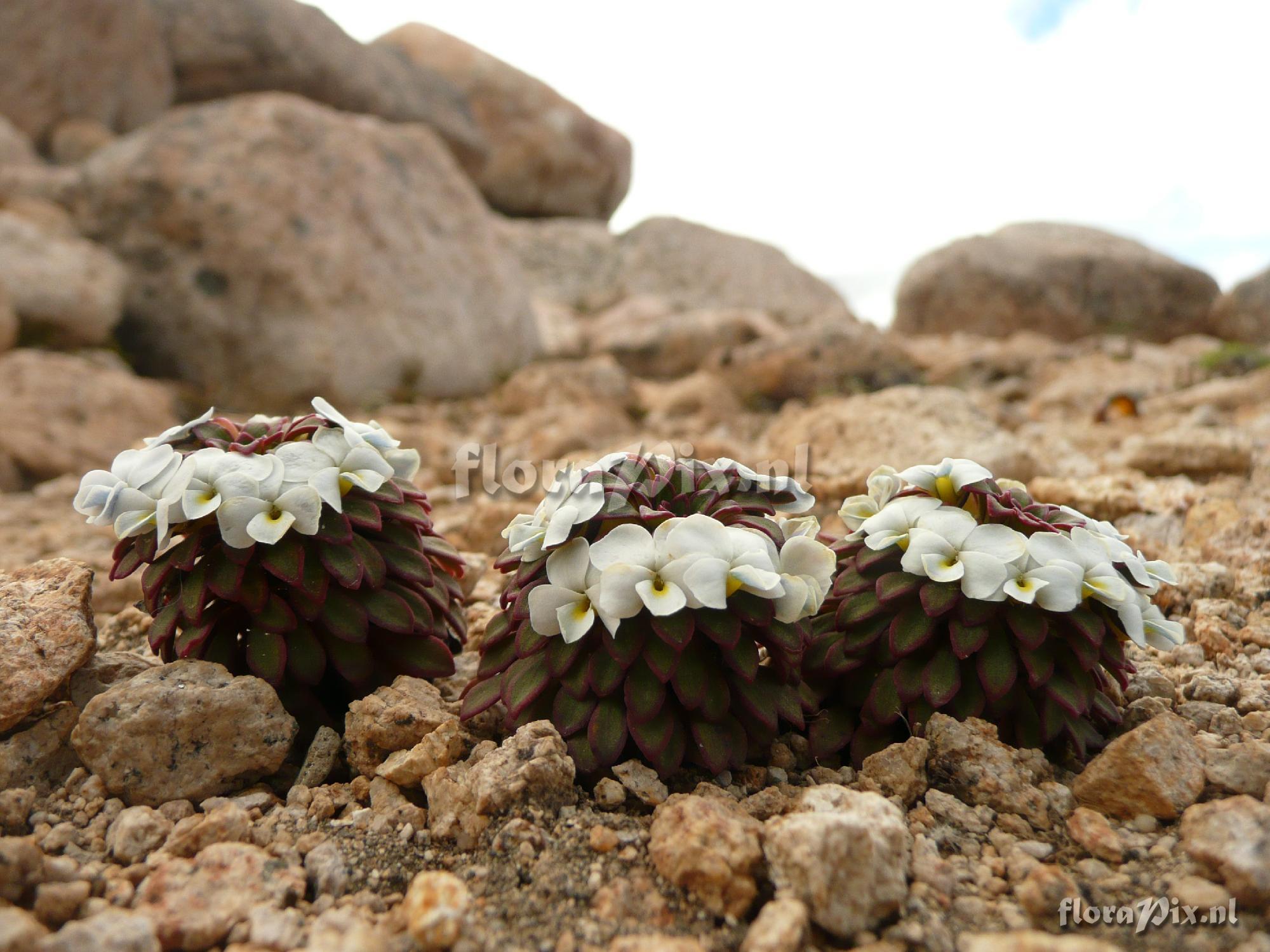 Viola sacculus