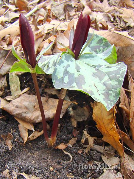 Trillium maculatum