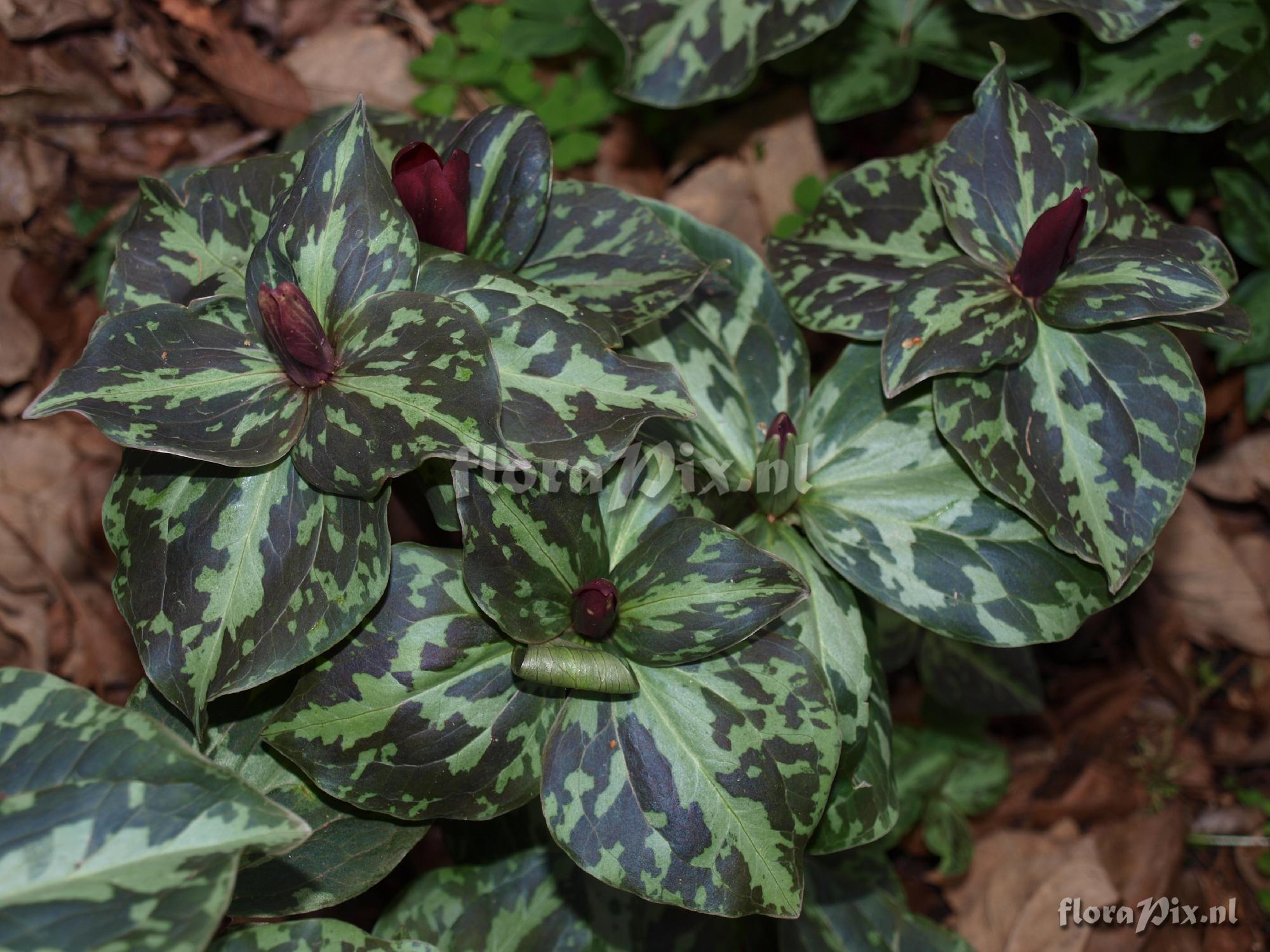 Trillium maculatum