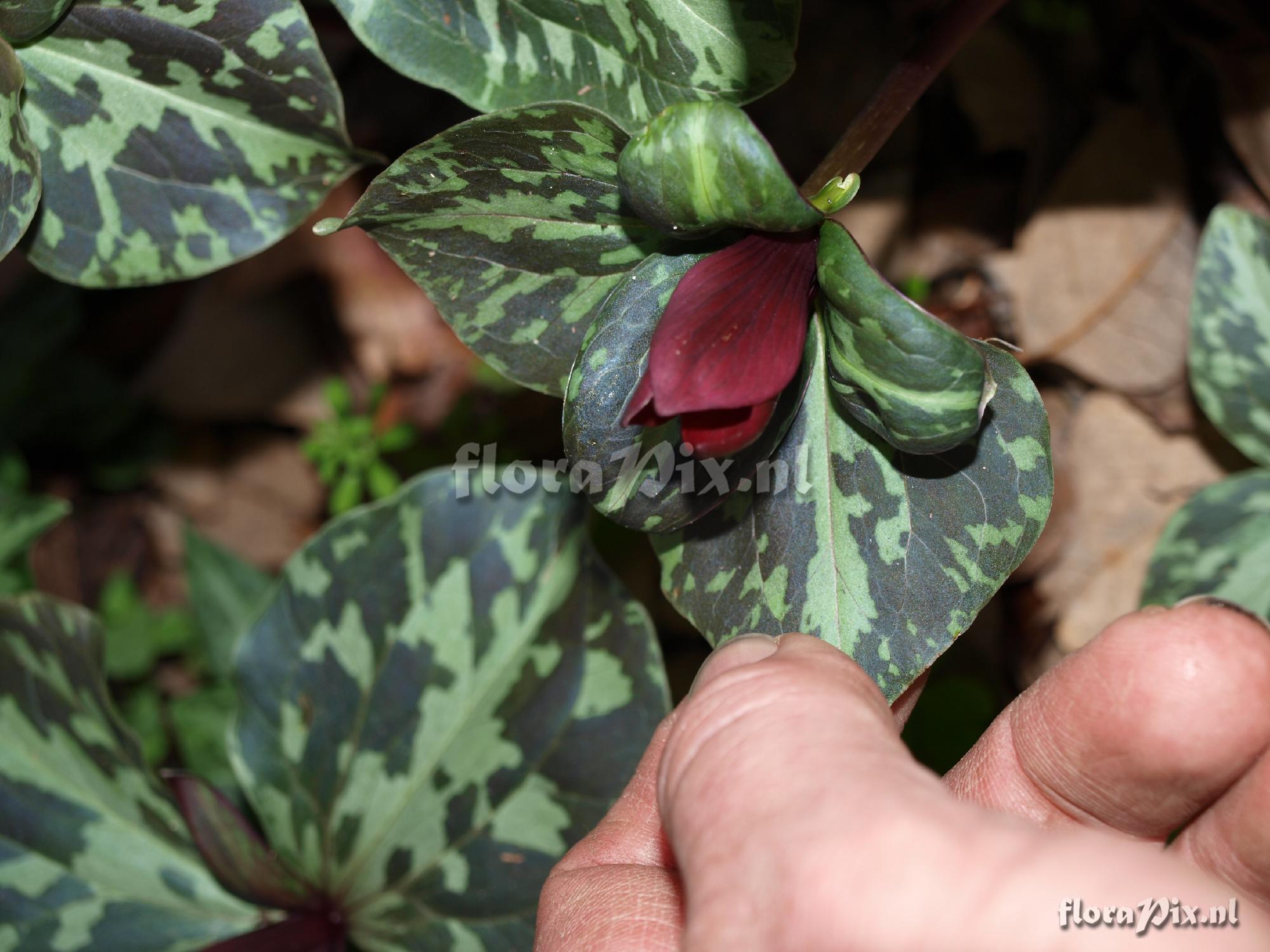 Trillium maculatum