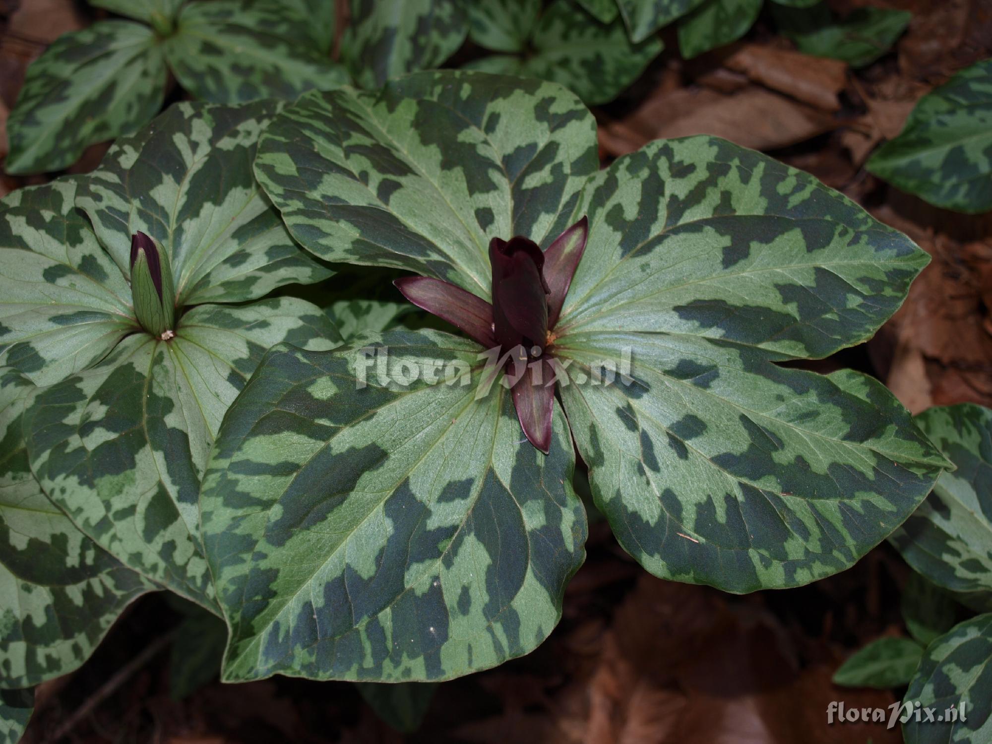 Trillium maculatum