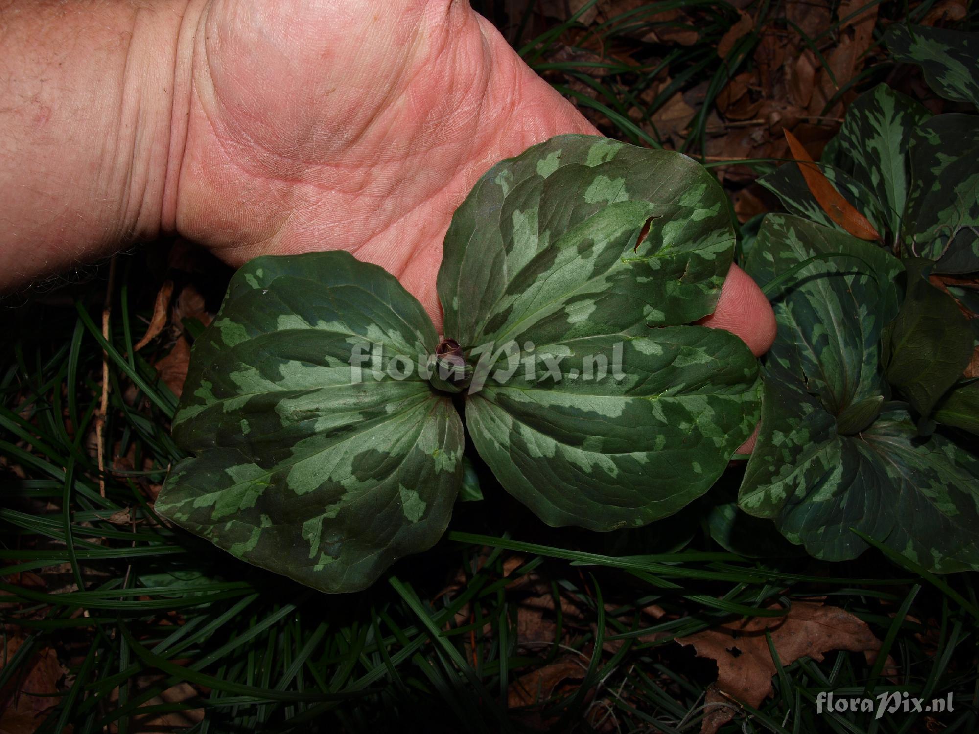 Trillium maculatum